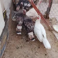 بوقلمون نر و ماده