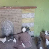 کبوتر تیبلر