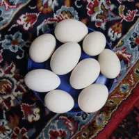 تخم غاز ،۵۰هزارتومان