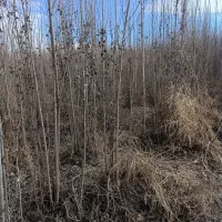 قلمه صنوبر دو ساله بدونه ریشه