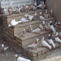 فروش کبوتر