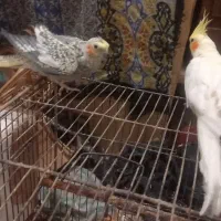 جفت طوطی مرواریدی و لوتینو دستی با قفس و وسایل|پرنده|بهبهان, |دیوار