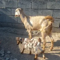 بز کهره