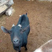 بز نر مورسیا