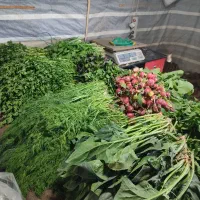 باغ سبزی و صیفی تازه با آب چاه|خوردنی و آشامیدنی|محمدشهر, عباس آباد|دیوار