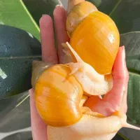 حلزون های زیبا و دوست داشتنی