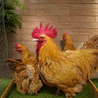 ست مرغ و خروس اورپینگتون نژاد اصیل وارداتی