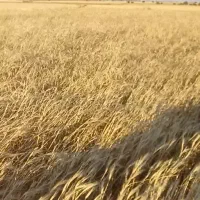 کاه کپه 550در ایذه
