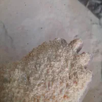 خرید وفروش پوشال چوب وخاک اره وگردو  تمیز گونی شده