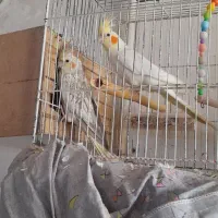 یک جفت عروس هلندی نروماده مولد|پرنده|چهارباغ, |دیوار