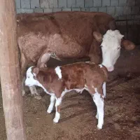 کاو سیمتال|حیوانات مزرعه|باروق, |دیوار