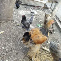 مرغ و خروس|حیوانات مزرعه|تهران, اتحاد|دیوار