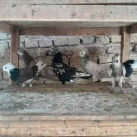 جوجه فروشی|پرنده|کاشان, بازار کاشان|دیوار