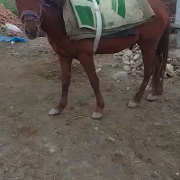 فروش اسب نریان جوان|اسب و تجهیزات اسبسواری|گرگان, |دیوار