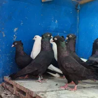 شش جفت بوشهری