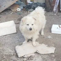 سگ  سفید