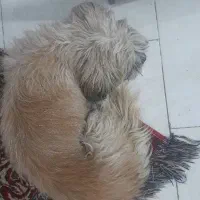 واگذاری شیتزو|سگ|صفادشت, |دیوار