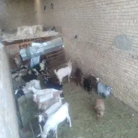 بره کره نر هم کشتنی هم پروار