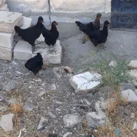 ۴تا مرغ کاکلی یدونه خروس کاکلی