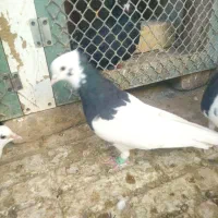 طوق سیاه نروماده|پرنده|شیراز, دست خضر|دیوار