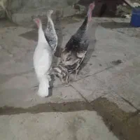 بوقلمون|حیوانات مزرعه|فیروزآباد (فارس), |دیوار