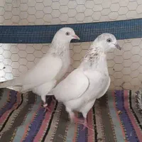 کبوتر|حیوانات|بندرعباس, |دیوار