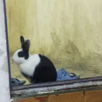 200|موش و خرگوش|دورود, |دیوار