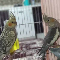 جوجه عروس هلندی ۵ ماهه|پرنده|بومهن, |دیوار