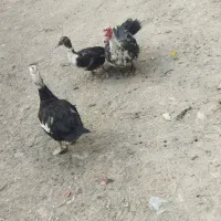 اردک مرغابی اسرییلی|حیوانات مزرعه|تربت جام, جامی|دیوار