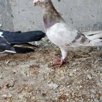 کبوتر دورگ نر مست مست|پرنده|اهواز, اسلام آباد شرقی|دیوار