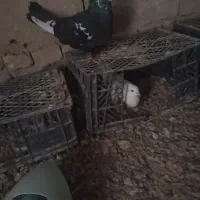 سینه ای