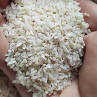 برنج نیم دانه هاشمی درجه یک گیلان|خوردنی و آشامیدنی|تهران, وحیدیه|دیوار