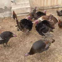 بوقلمون نر و ماده امسال|حیوانات مزرعه|اردبیل, |دیوار