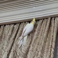 عروس هلندی ماده کارداده
