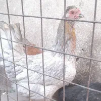 مرغ و جوجه