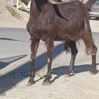 ۸عدد بزوبزغاله ویک بزغاله نر گلابی