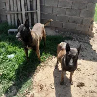 مالینویز|سگ|صدرا-فارس, فاز ۱|دیوار