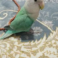 گمشده طوطی برزیلی