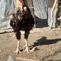 خروس افغان|حیوانات مزرعه|کهنوج, |دیوار