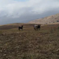 ماده سراب اصیل
