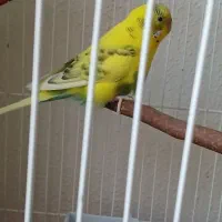 مرغ عشق ماده ۸ ماهه سالم و سر حال