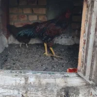 مرغ و خروس