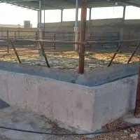 اجاره گاوداری بزرگ و مجهز|اجارهٔ دفتر صنعتی، کشاورزی، تجاری|مرودشت, محمد آباد|دیوار