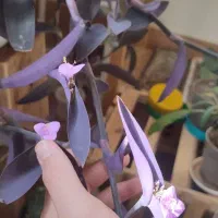 گل خونگی|گل و گیاه طبیعی|دهگلان, |دیوار