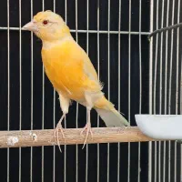 قناری موزاییکی اورجینال و طلایی چشم قرمز|پرنده|شیراز, صاحب الزمان|دیوار