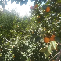 تسوج فروش منزل مسکونی و قطعات تفکیک شده|فروش خانه و ویلا|تسوج, |دیوار