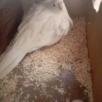 عروس هلندی|پرنده|آران و بیدگل, |دیوار