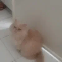 واگذاری گربه پرشین