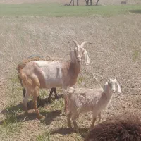 فروش یک راس بز