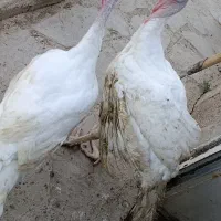 فروش ویژه بوقلمون گوشتی